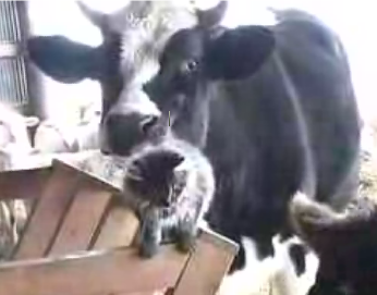 More Interspecies Love!